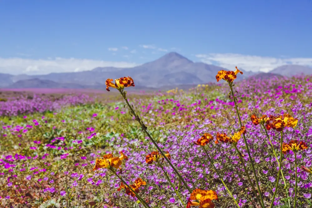 Norte Chico beaches Chile - coastal destinations and resorts