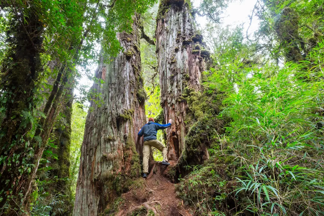 Lake District - Southern Chile