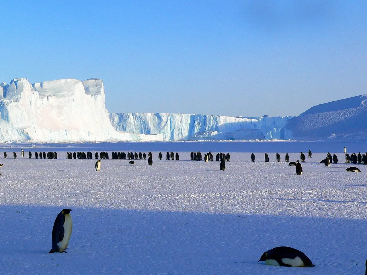 Antarctica wildlife and penguins - exclusive expedition tours departing from Chile